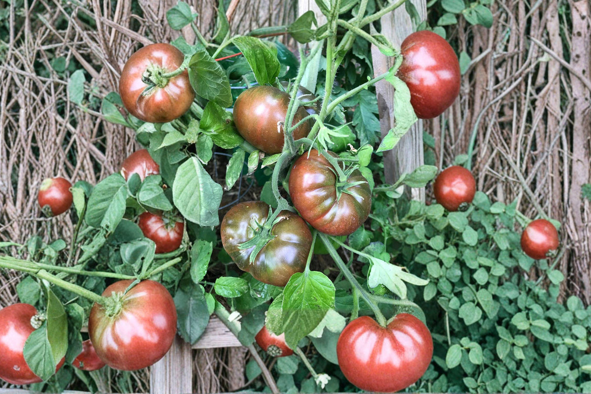 Paul Robeson Heirloom Tomato Seeds – Dark Purple, Smoky Flavor, Indeterminate, Non-GMO, 10+ Seeds