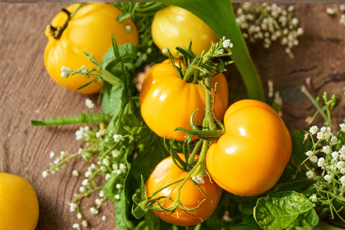 Amana Orange Tomato Seeds, Rare Heirloom Beefsteak, Large Sweet Low Acid, Indeterminate, 10+ Seeds