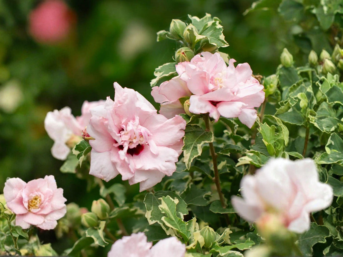 Rose of Sharon Live Plant | Double Pink Hibiscus syriacus Shrub for Garden Hedges & Landscape