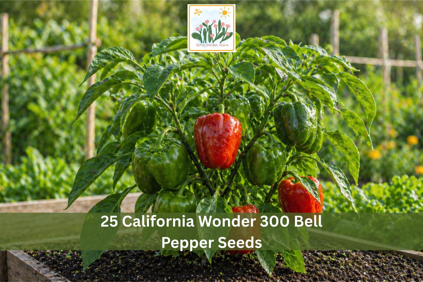 California Wonder 300 Bell Pepper Seeds | Sweet Green to Red Vegetable Planting | Capsicum annuum