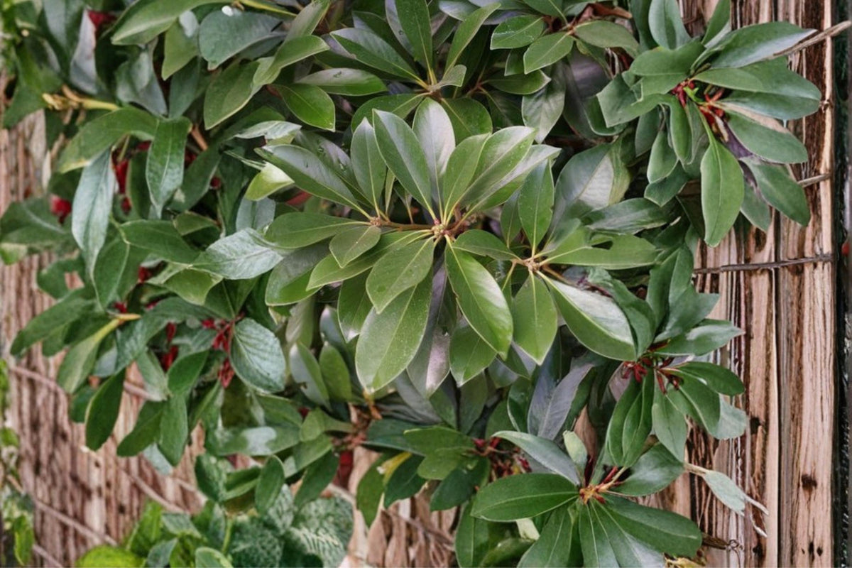 Japanese Stone Oak Seeds – Lithocarpus edulis – Evergreen Ornamental Tree with Nut-like Fruits, Garden & Landscape Plant