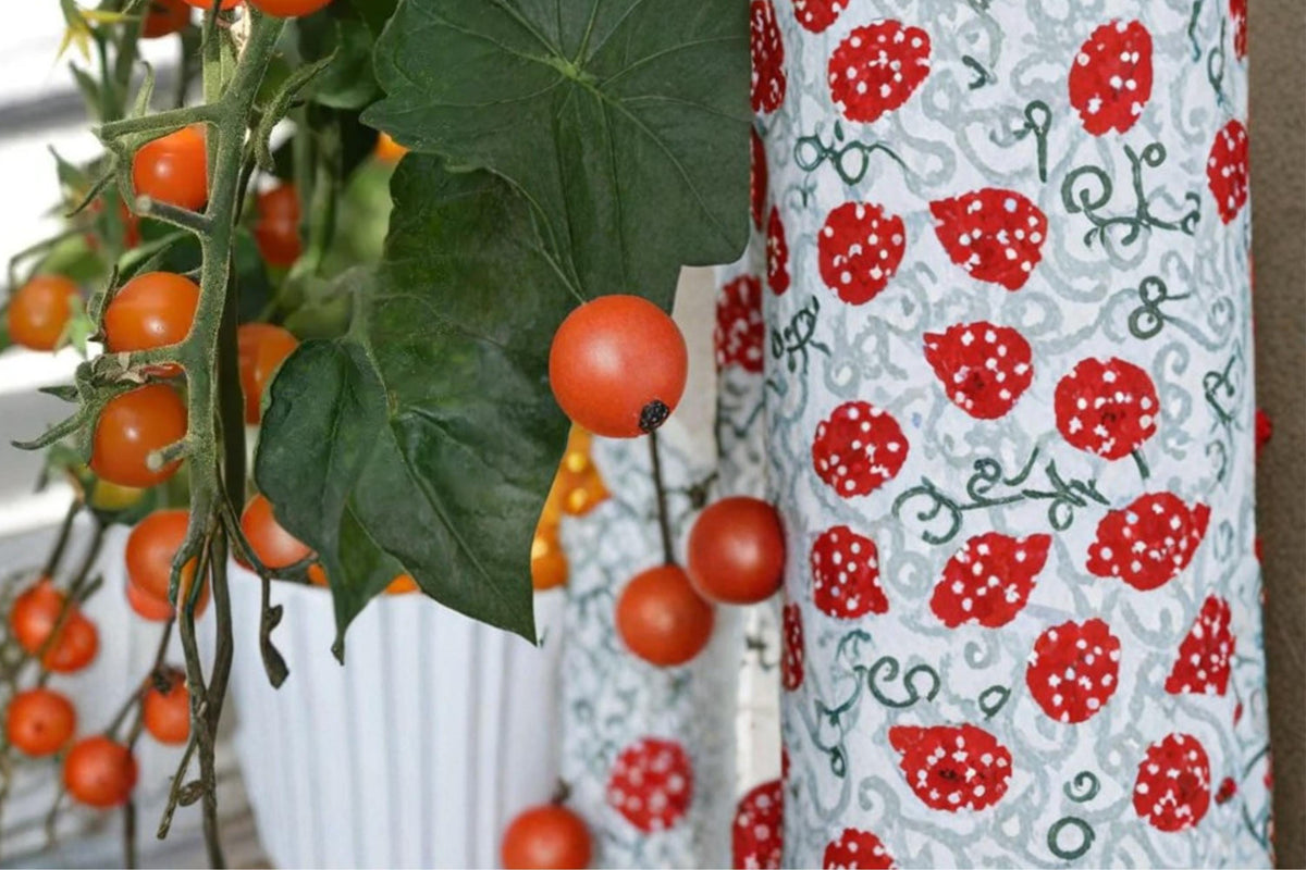 Sun Sugar Cherry Tomato Seeds – Solanum lycopersicum, Orange Small Cherry Tomatoes, Early Fruiting, Sweet Flavor, Container & Garden Plant