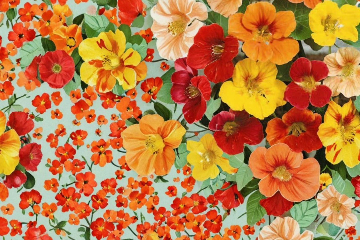 Trailing Nasturtium Seeds – Tropaeolum majus Mix for Vibrant Cascading Flowers, Container & Garden Bed Plant