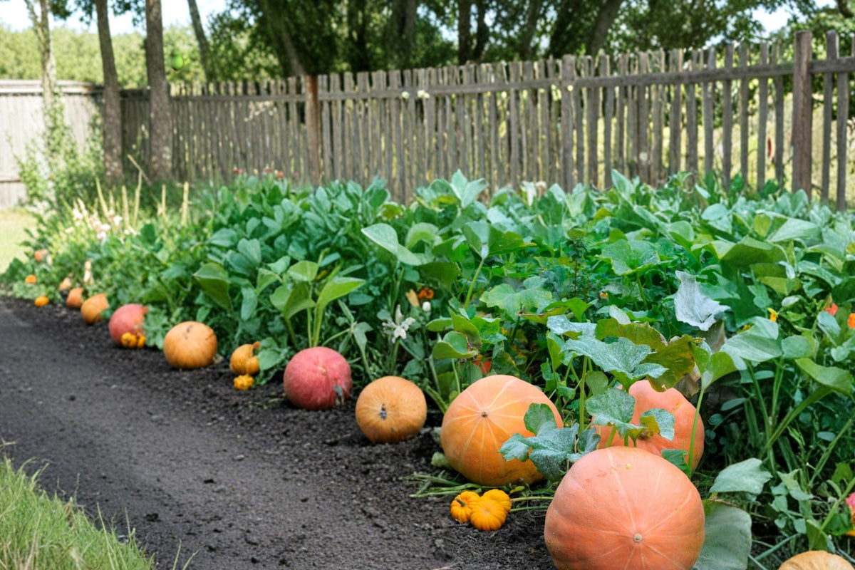 Atlantic Pumpkin Seeds – Cucurbita maxima, Large Orange Ribbed Garden Pumpkin, Vining Annual Vegetable Seed