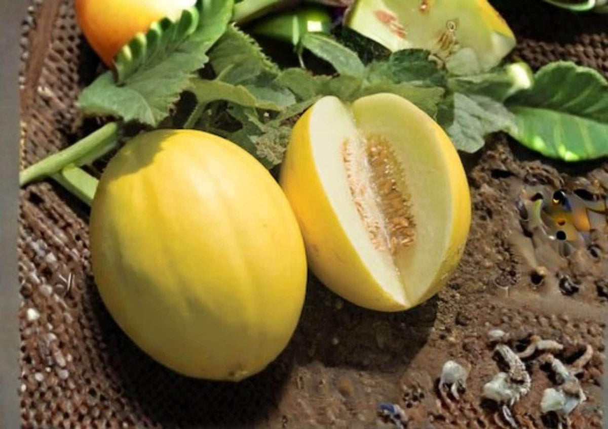 Canary Yellow Melon Seeds – Juan Canary Heirloom Fruit Seeds for Garden Planting, Sweet Juicy Honeydew Type