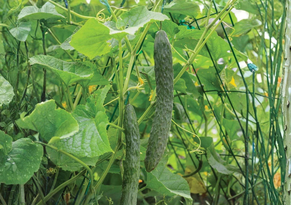 Dragon Suhyo Cucumber Seeds – Long Ribbed, Heirloom, Asian Japanese Burpless Vegetable Seeds for Garden Planting