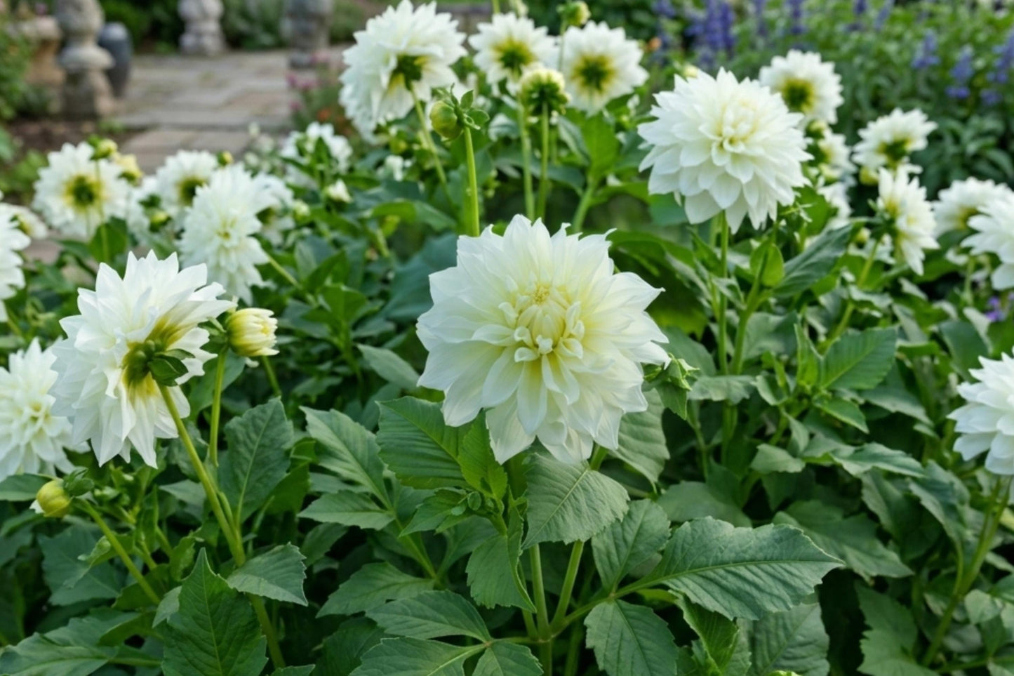 GO GO WHITE Dahlia Flower Bulb – Decorative Border Plant for Gardens, Dahlia pinnata, White Flowers, Easy to Grow