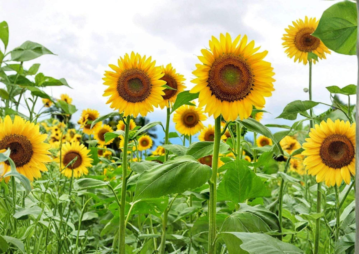 50+ Double Sun Sunflower Seeds | Large Double Bloom Flower Seeds for Garden, Pollinator Attracting, Helianthus annuus