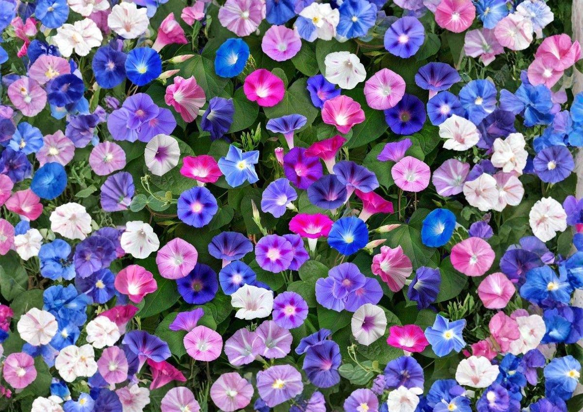 Morning Glory Seeds Mixed Colors Climbing Vine Flower Seeds for Garden, Fast Growing Trellis Fence Coverage