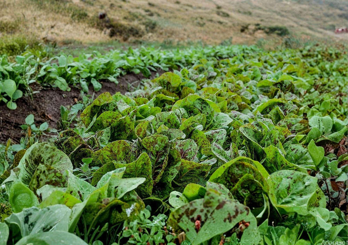 Freckles Romaine Lettuce Seeds – Heirloom Non-GMO Vegetable Seeds for Garden, Speckled Leaf Cos Lettuce, Salad Greens