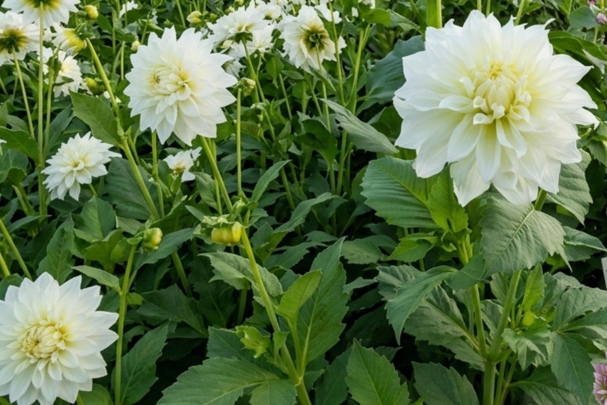White Perfection Dahlia Tuber Clump | Dinnerplate Size Decorative Flower Bulb | Dahlia pinnata