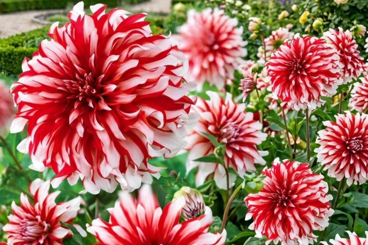 Giant Dinnerplate Dahlia Bulb Cluster – Santa Claus Variety, Large Showy Blooms, Dahlia pinnata, Garden Flower Tubers