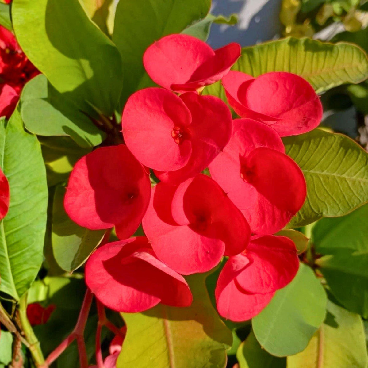 Red Crown of Thorns Cutting - Euphorbia milii Succulent Starter Plant for Propagation, Bright Red Flowers, Indoor & Outdoor Use