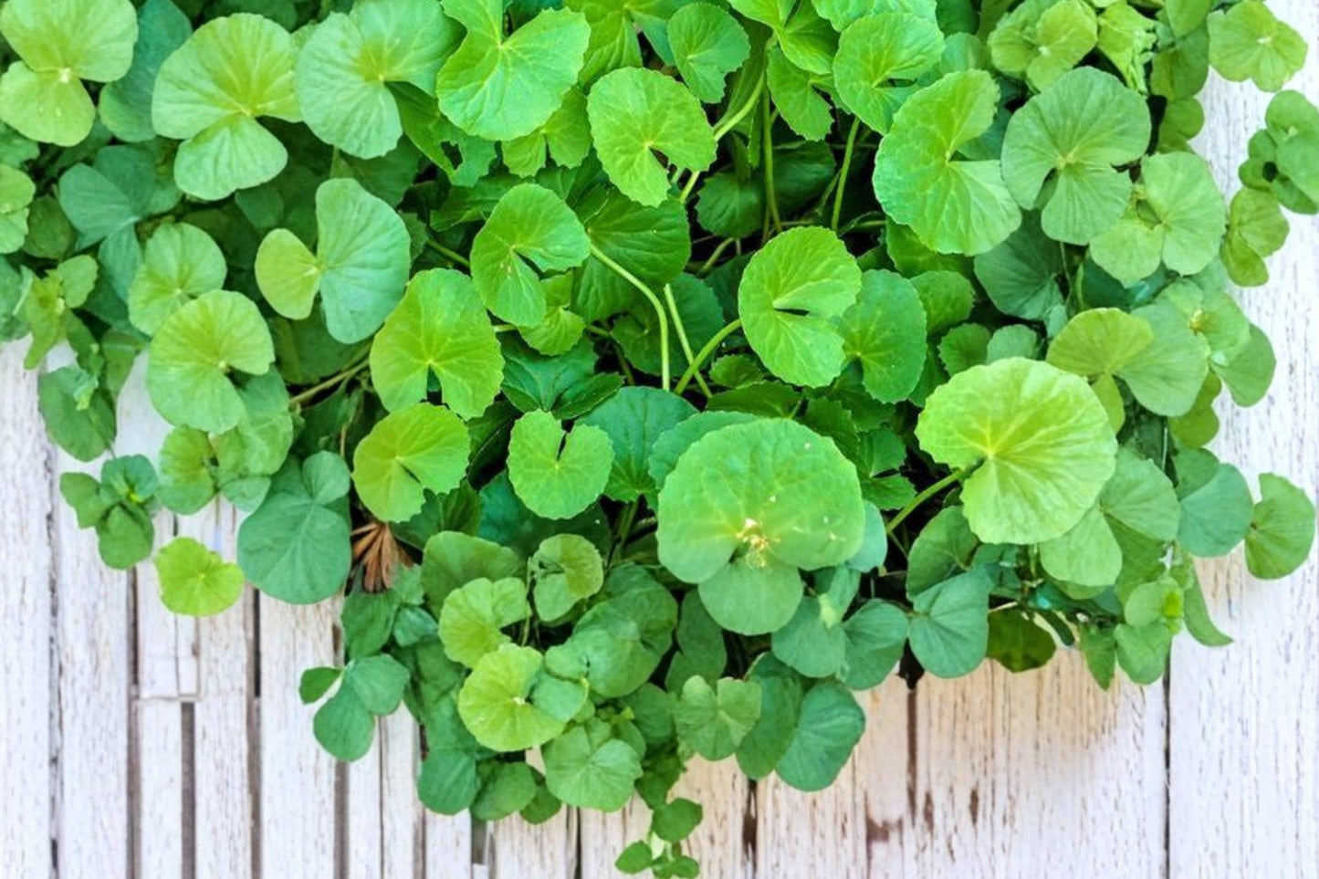 Gotu Kola Seeds – Centella asiatica, Ground Cover Herb, Perennial, Tropical Plant, Herbal Garden Seed
