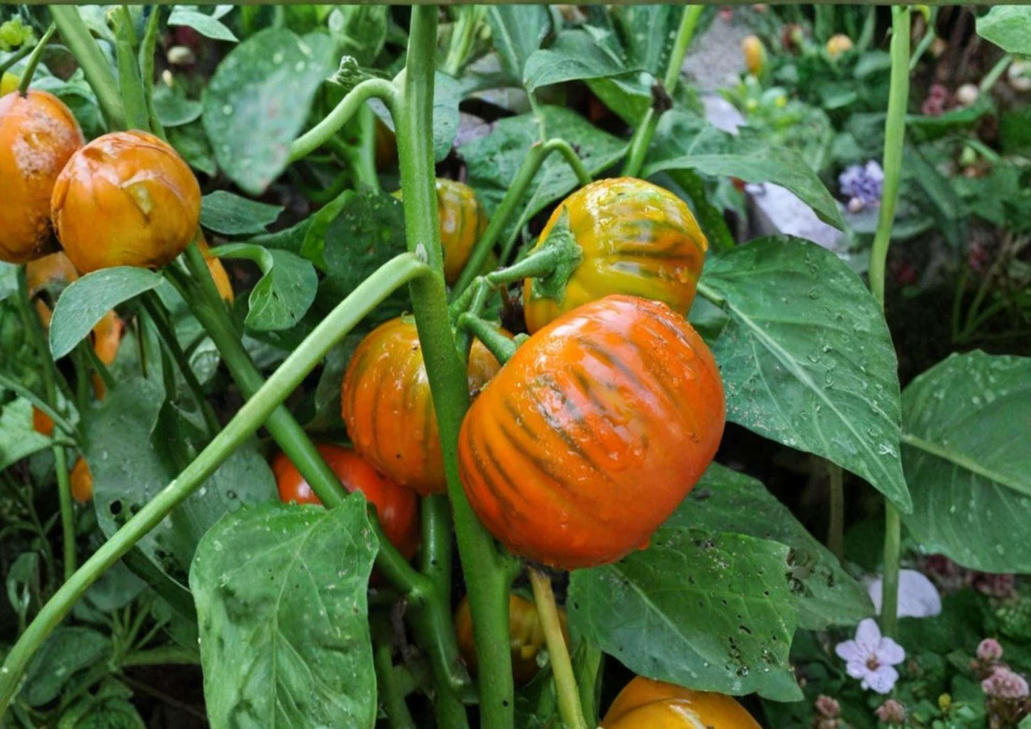 Turkish Orange Eggplant Seeds - Heirloom Non-GMO Vegetable Seeds for Garden, Ornamental and Edible, Solanum melongena
