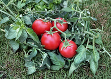 Rio Grande Tomato Seeds, Heirloom Non-GMO, Determinate Red Roma-Style Vegetable Seeds for Garden, Canning, and Cooking