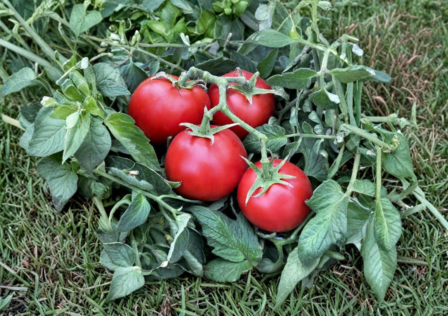 Rio Grande Tomato Seeds – Heirloom Non-GMO, Determinate, Red Roma-Style, High-Yield Vegetable Seeds for Garden Planting