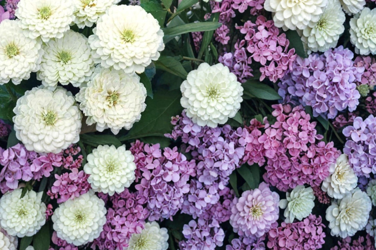 Zinnia Seeds – Polar Bear White Dahlia-Flowered Zinnia elegans for Garden Beds & Cut Flowers