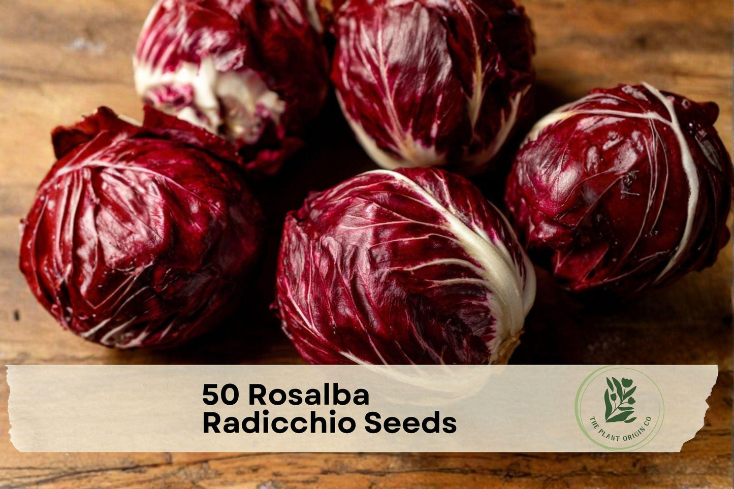 50 Rosalba Radicchio Seeds – Heirloom Pink Leaf Chicory, Cichorium intybus, Cool-Season Vegetable for Fall and Winter Gardens