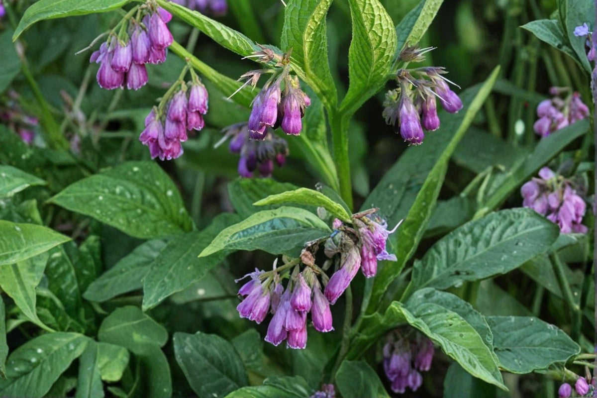 Bocking 14 Comfrey Root Cuttings – Symphytum × uplandicum Perennial Herb for Outdoor Garden Propagation