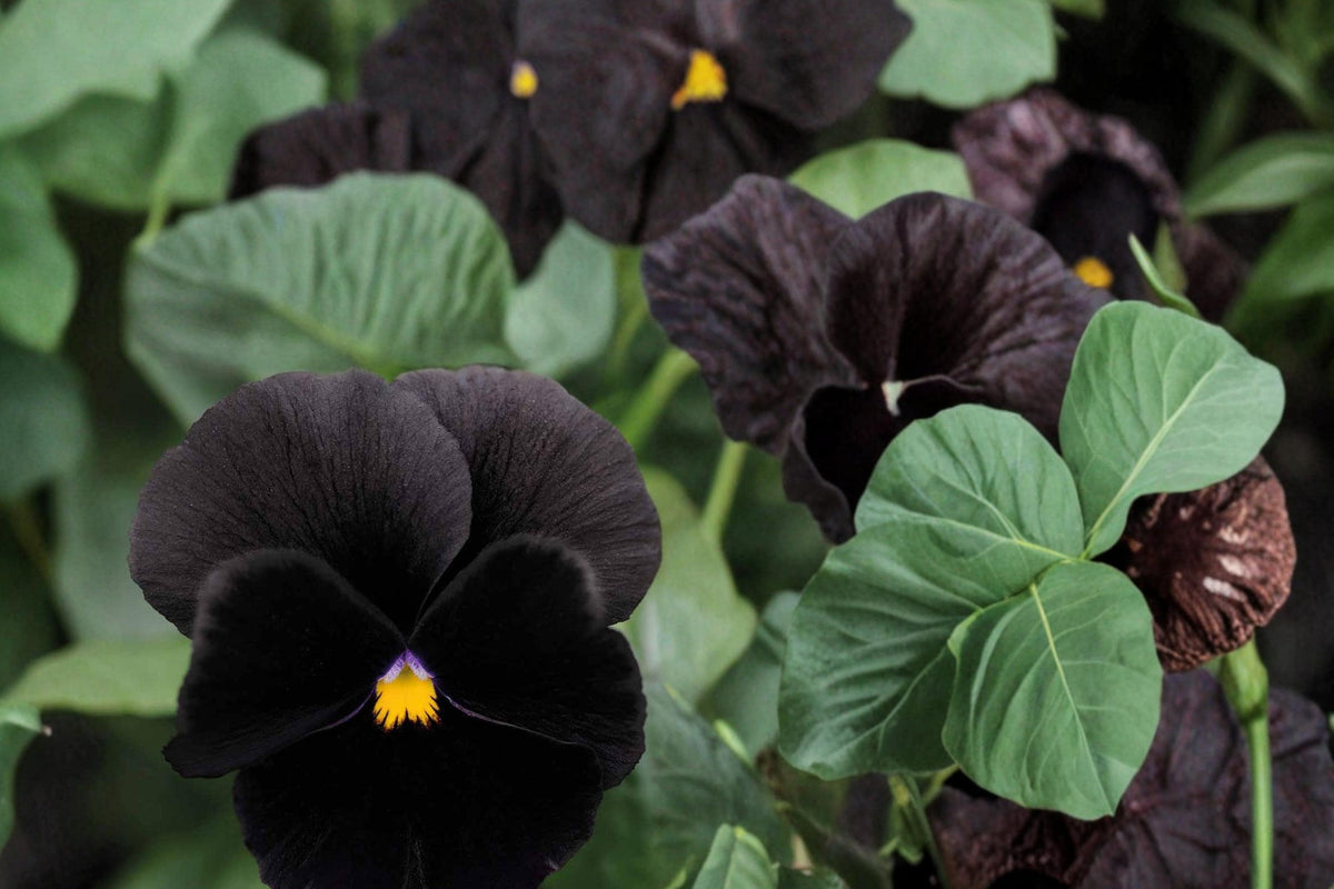 Black Pansy Seeds – Viola tricolor Dark Flower, Flowering Plant for Garden Beds & Containers, Cool-Season Ornamental Blooms