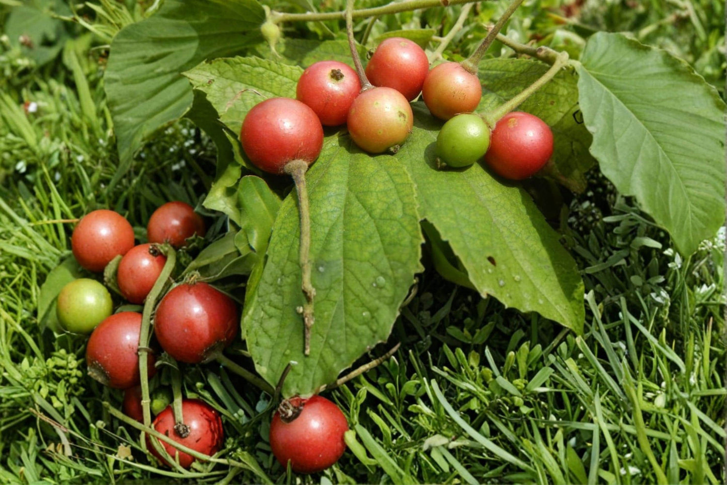 Jamaican Cherry Tree Seeds – Muntingia calabura Tropical Fruit Tree for Planting, Fast-Growing Ornamental Garden Tree