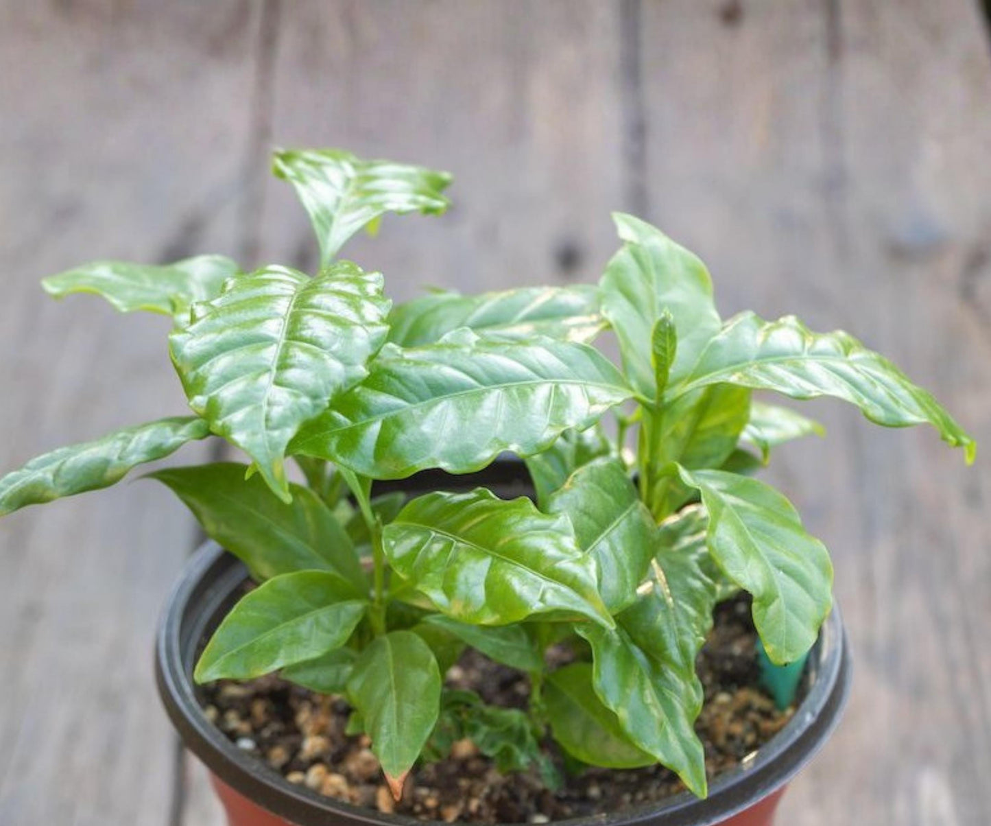 Live Arabica Coffee Plant Set of 4 | Indoor & Outdoor Tropical Houseplants | Coffea Arabica