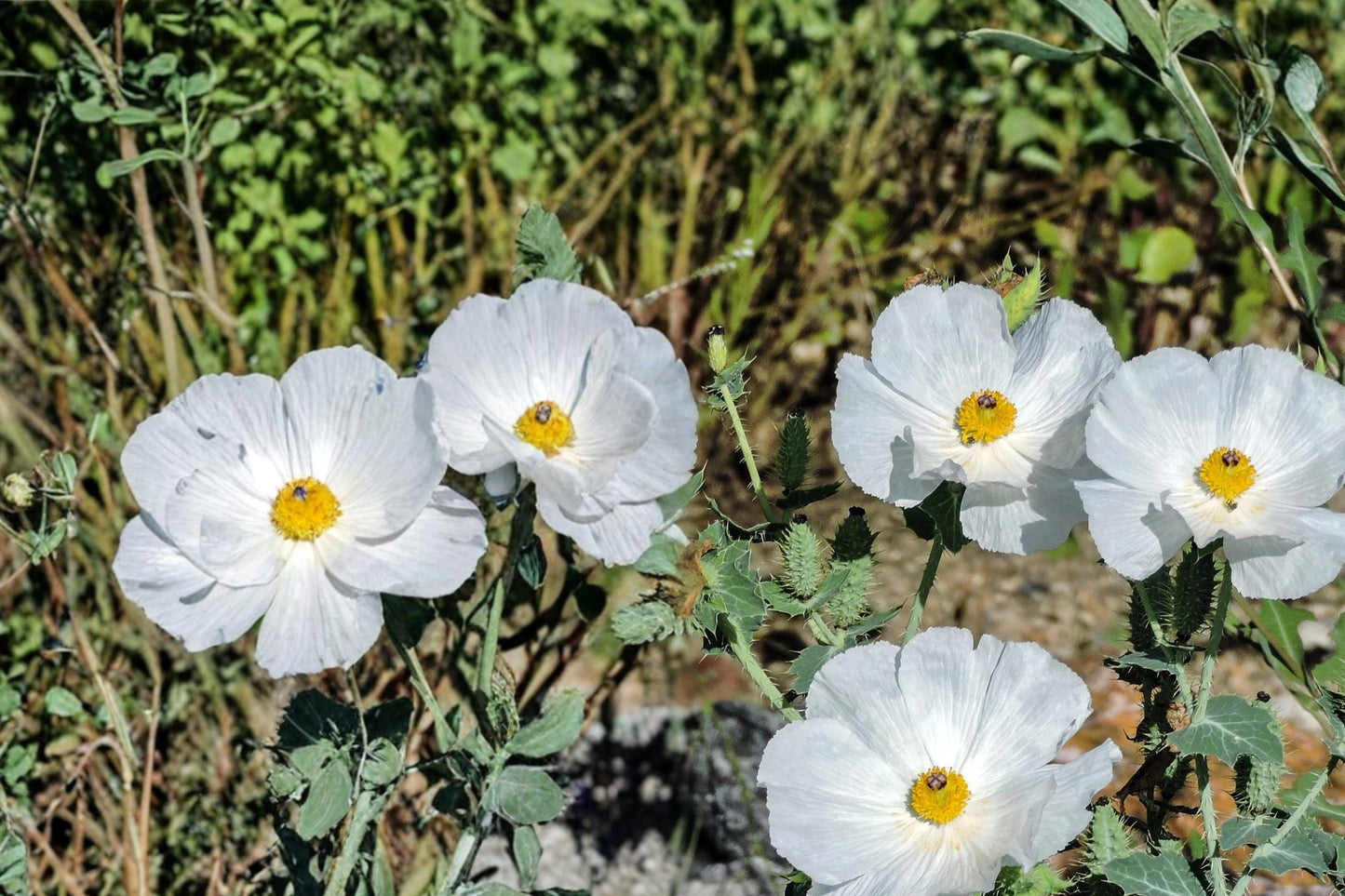 Prickly Poppy Seeds – Argemone polyanthemos – Drought-Tolerant Annual with White Flowers & Spiny Blue-Green Foliage