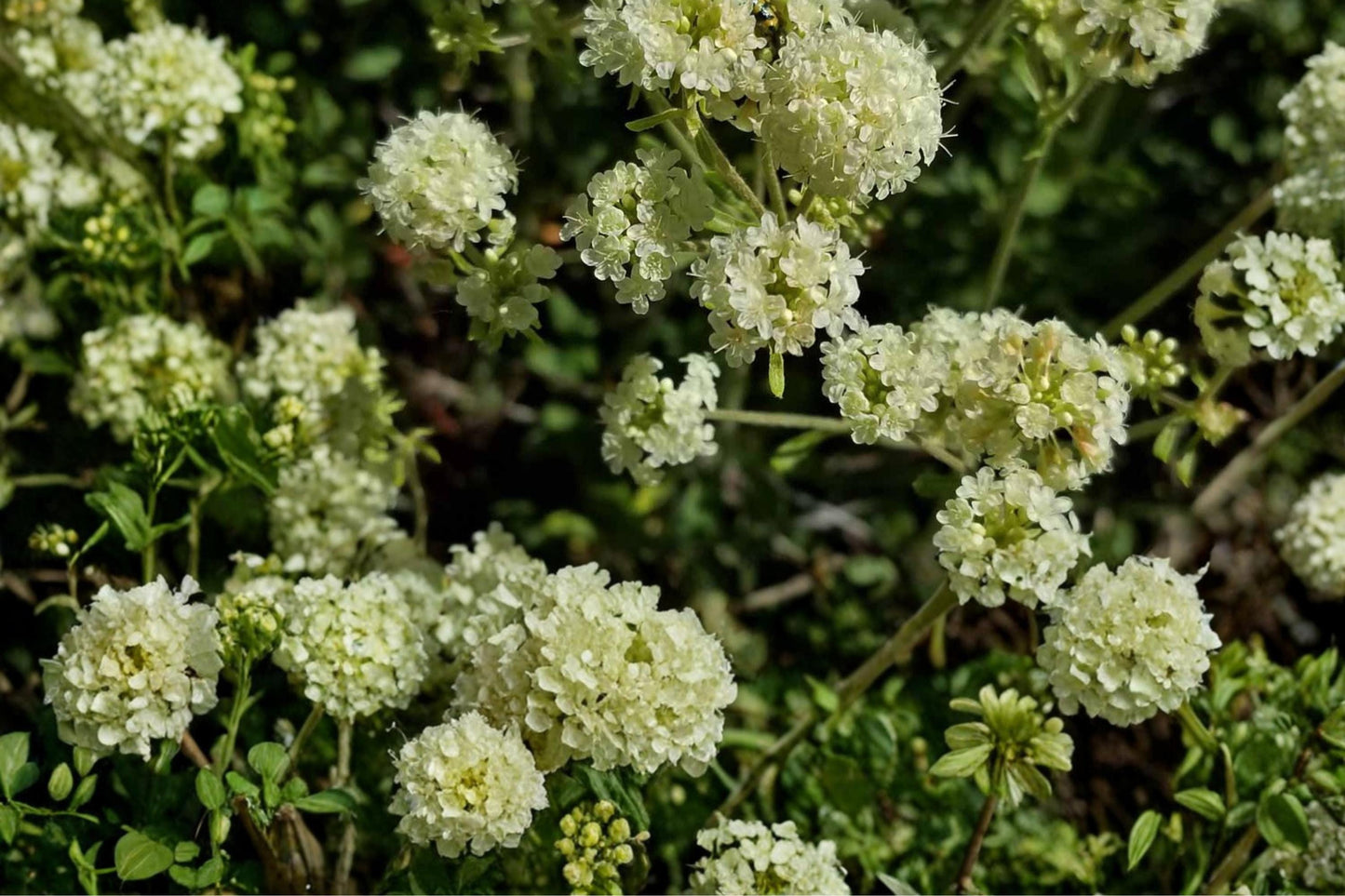 Parsnipflower Wild Buckwheat Seeds – Eriogonum heracleoides, Perennial, Creamy Yellow Flowers, Drought Tolerant, Rock Garden & Prairie Plant