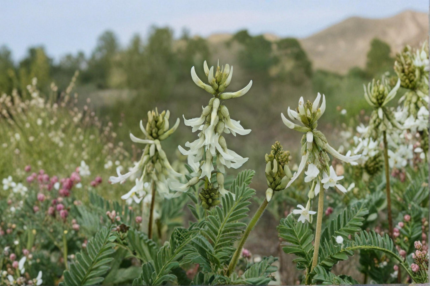 Woolly Milkvetch Seeds – Astragalus drummondii Perennial Prairie Plant, Drought Tolerant, Herbaceous, Native Wildflower