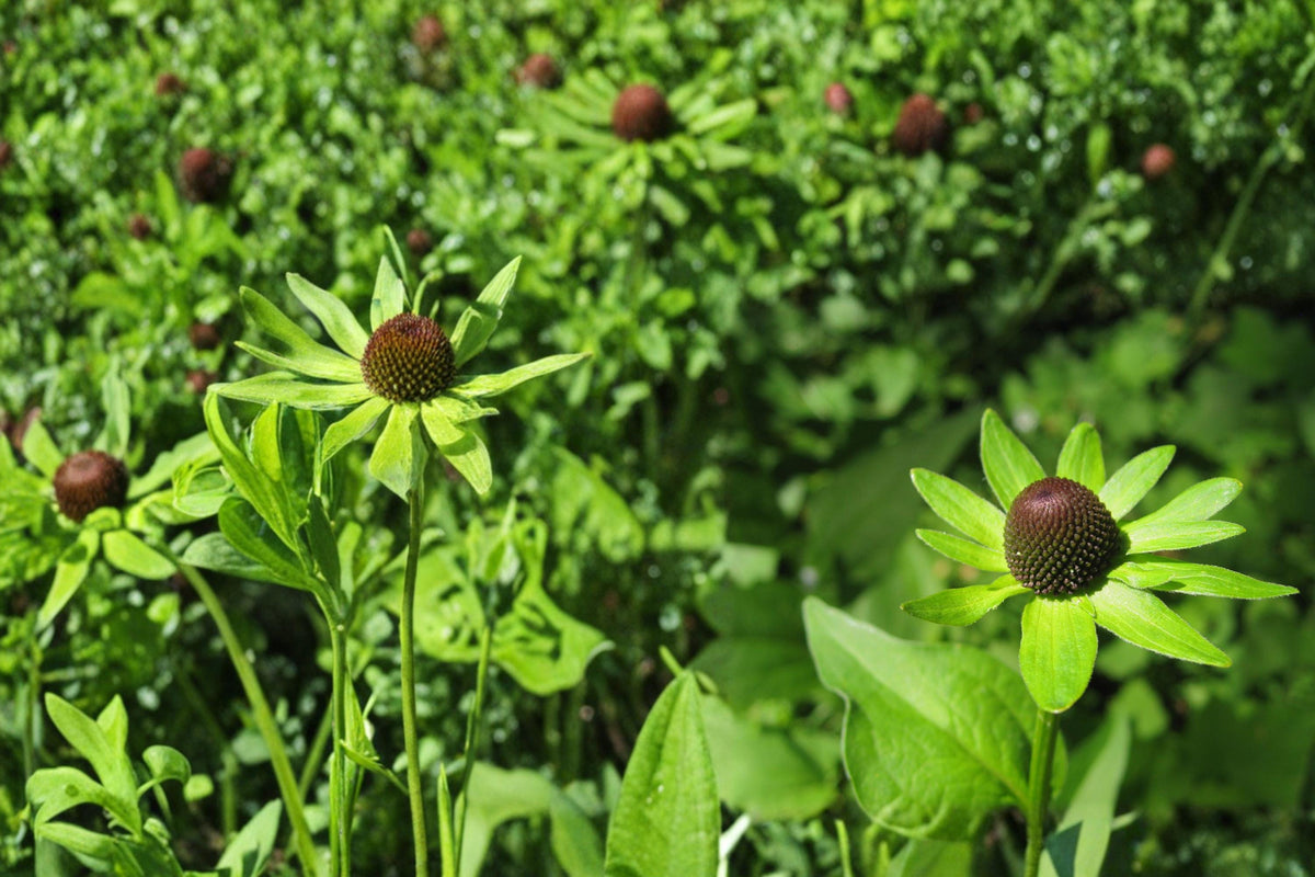 Western Coneflower Seeds – Rudbeckia occidentalis Herbaceous Perennial for Prairie Gardens and Borders, 75 Seeds
