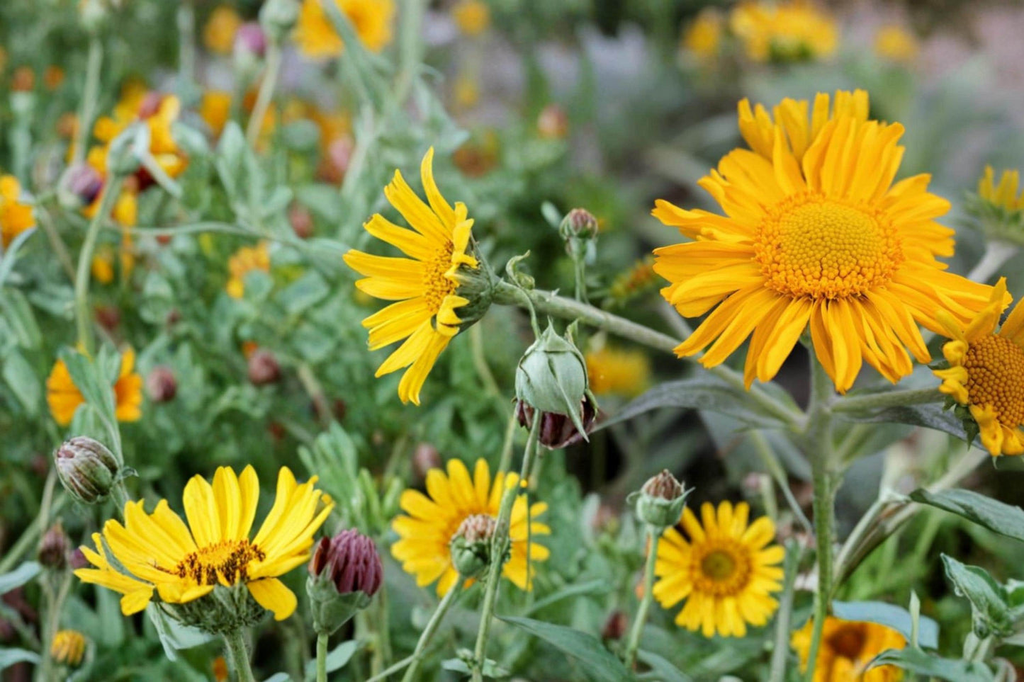 Orange Mountain Daisy Seeds – Hymenoxys hoopesii Perennial Wildflower for Meadows & Slopes, Bright Orange Daisies, Drought Tolerant