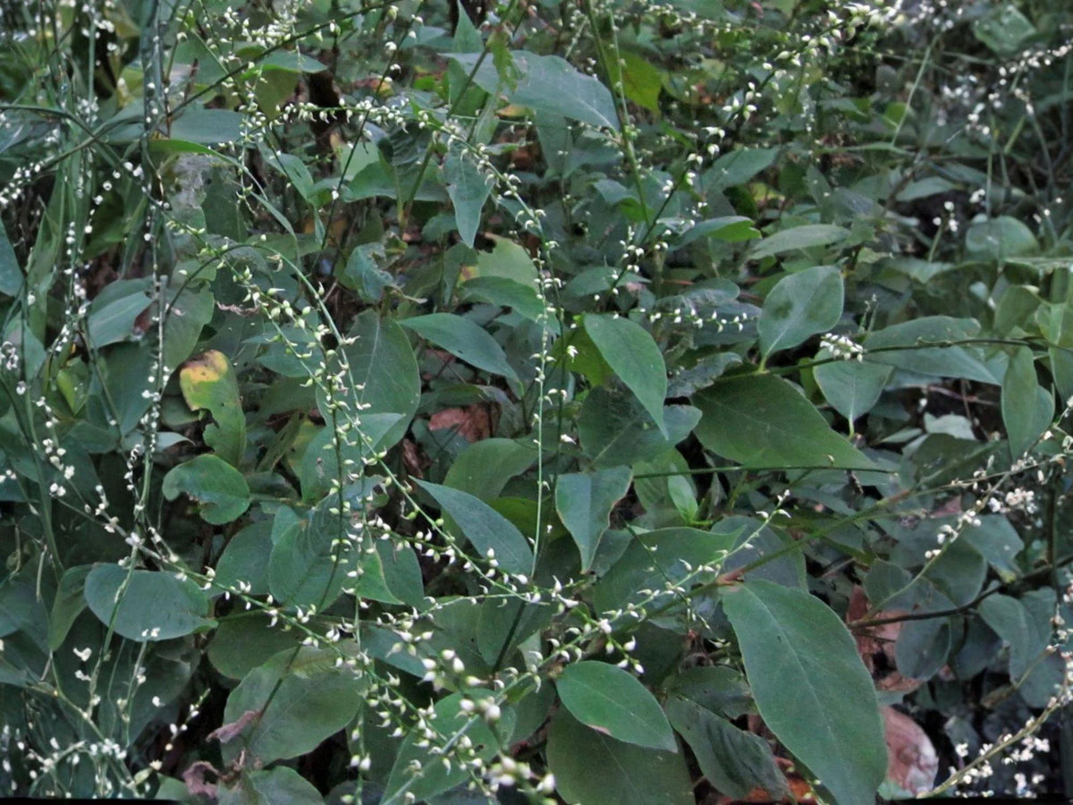 Jumpseed Persicaria virginiana Woodland Knotweed Flower Seeds – Shade-Loving Perennial for Woodland Gardens, 15 Seeds