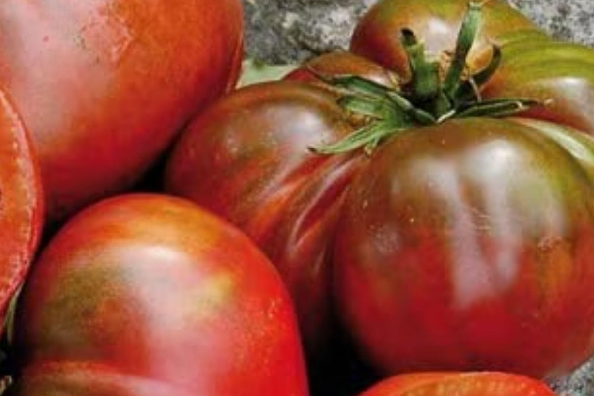 Black Sea Man Tomato Seeds – Rare Heirloom, Dark Purple-Brown, Sweet Flavor, Determinate, 30+ Seeds