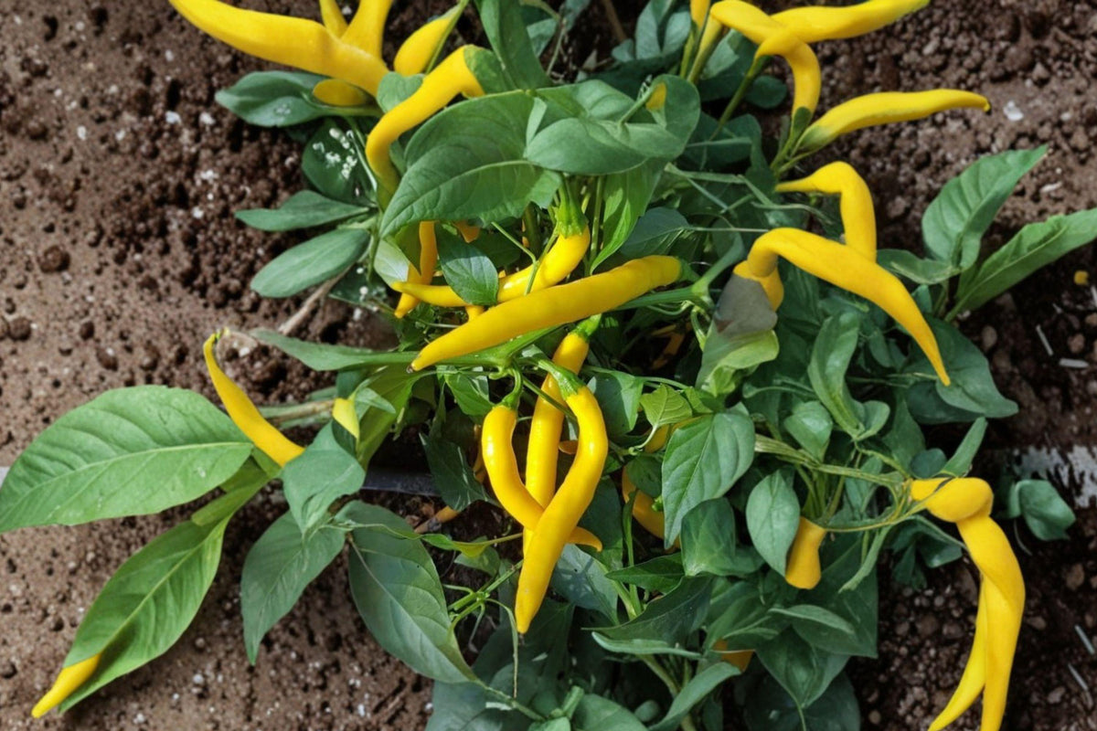 Golden Cayenne Pepper Seeds - Heirloom Non-GMO High Yield Hot Chili Seeds for Garden, Container, or Raised Bed Planting