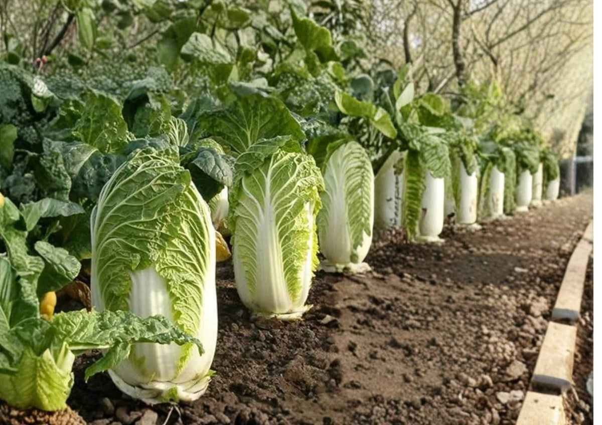 500+ Michihili Napa Cabbage Seeds – Heirloom Chinese Vegetable Seeds for Garden, Tall Heading, Crisp & Sweet