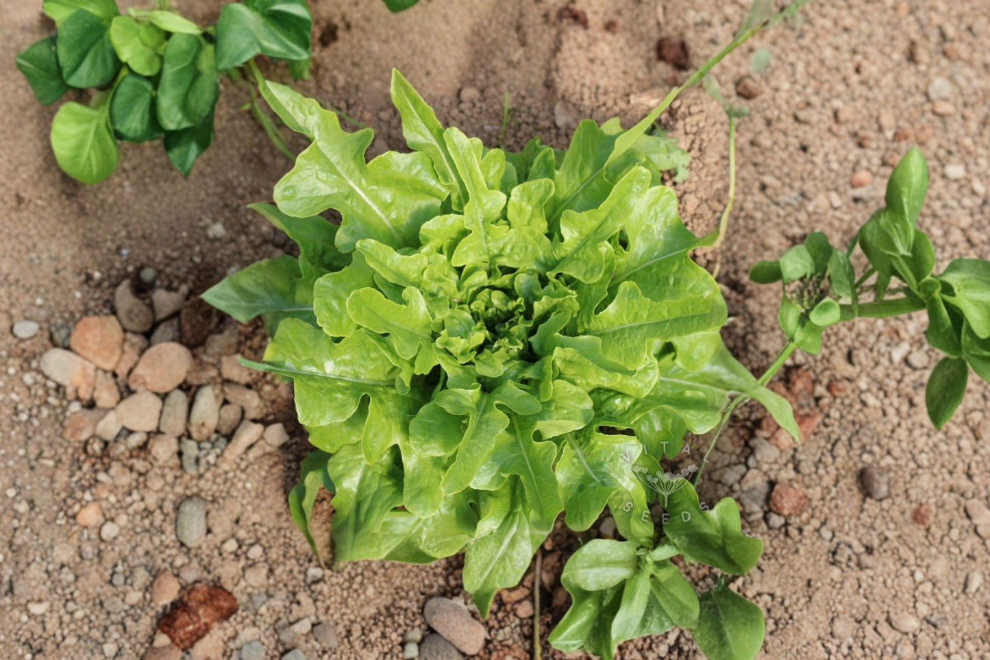 Sandy Leaf Lettuce Seeds, Non-GMO Heirloom, Loose Leaf, 2015 AAS Winner, Garden Planting, 500+ Seeds
