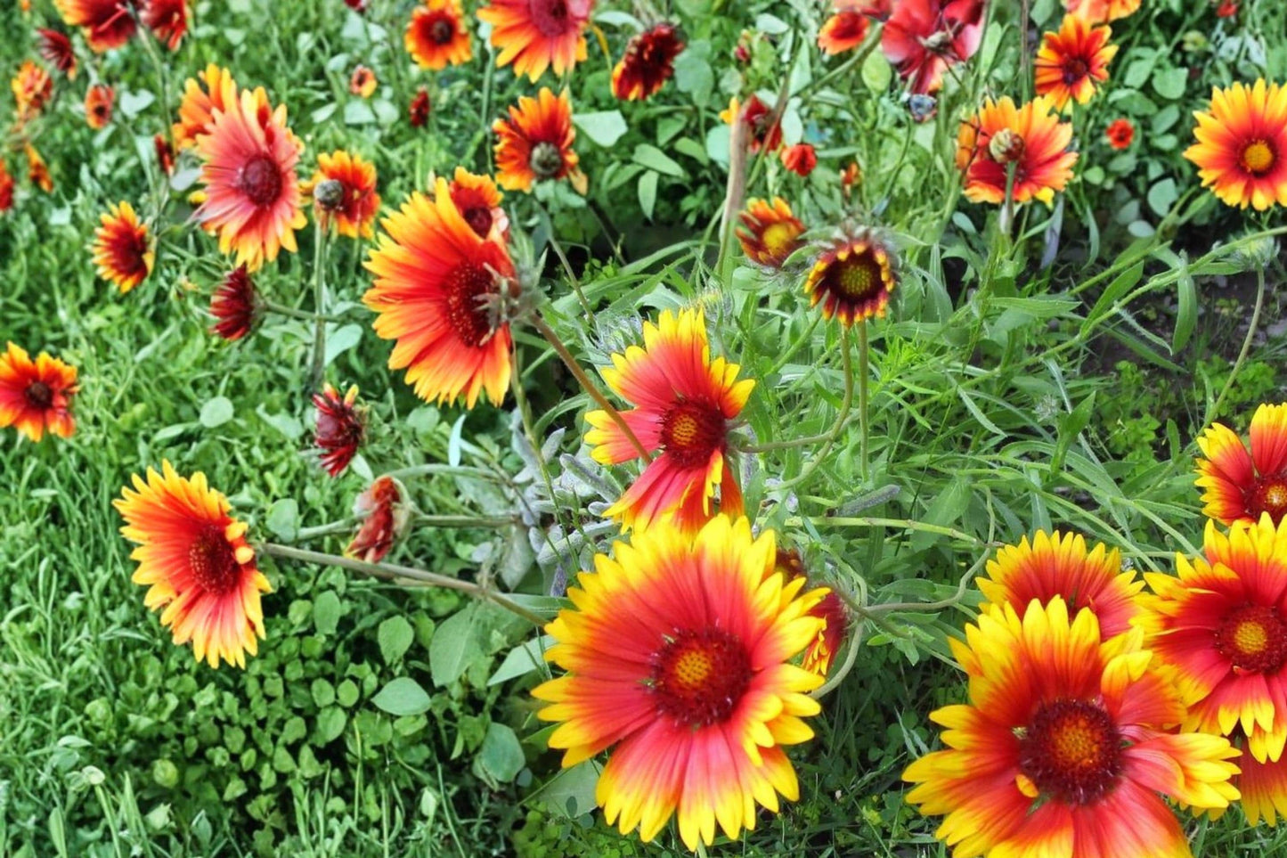Blanket Flower Seeds – Gaillardia aristata – Perennial Wildflower with Red and Yellow Daisy-Like Blooms, Drought Tolerant, Pollinator Plant