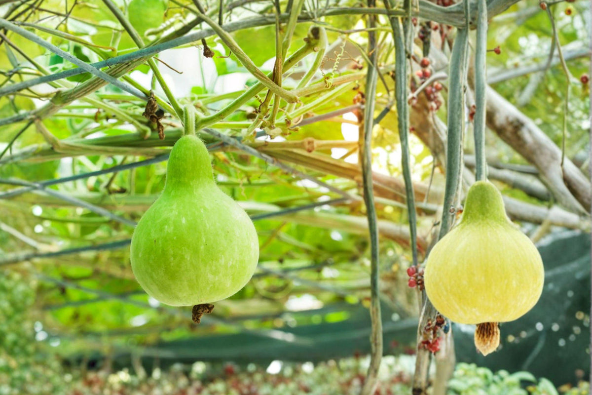 Calabash Bottle Gourd Seeds – Heirloom Climbing Vegetable for Garden, Asian Cuisine, Long Green Fruits, Non-GMO, 15+ Seeds