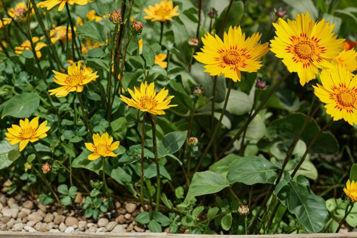 Picta Tickseed Seeds – Coreopsis nuecensis – Perennial Wildflower with Yellow Flowers, Drought Tolerant, Pollinator Plant, Prairie & Border Garden