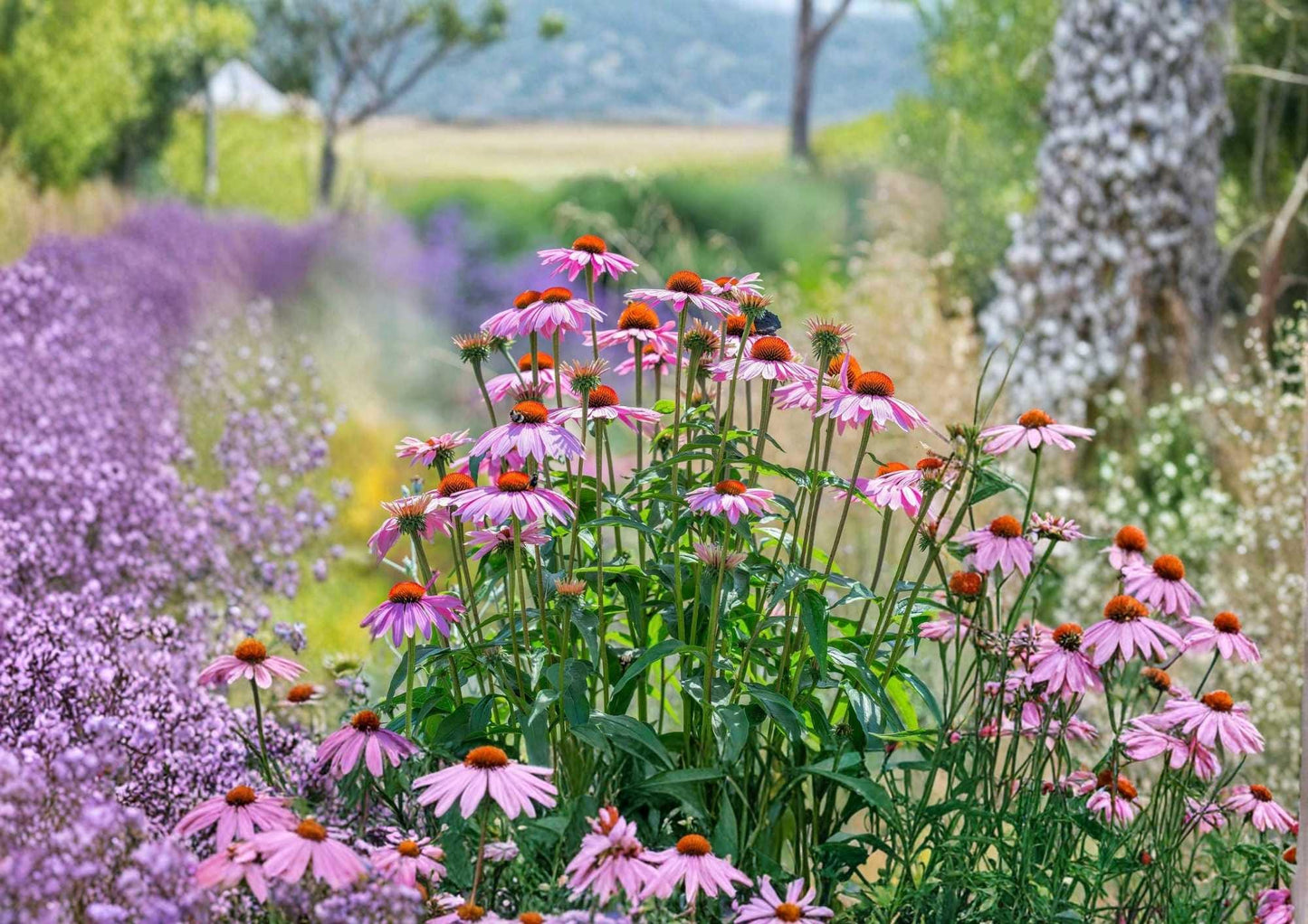 300+ Purple Coneflower Seeds | Echinacea purpurea Perennial Wildflower Seeds for Garden, Pollinator, Drought Tolerant