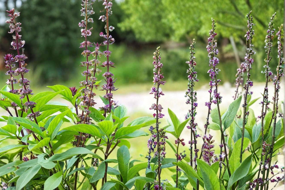 Thai Basil Seeds – Ocimum basilicum, Aromatic Herb for Herb Gardens & Containers, Full Sun, Purple Stems