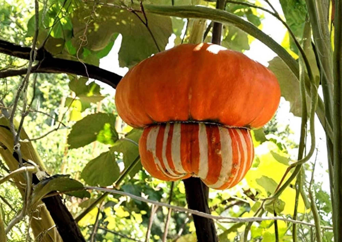 Turk’s Turban Pumpkin Seeds, Heirloom Non-GMO, Colorful Ornamental Gourd, Unique Turban Shape, Garden Planting, 10 Seeds