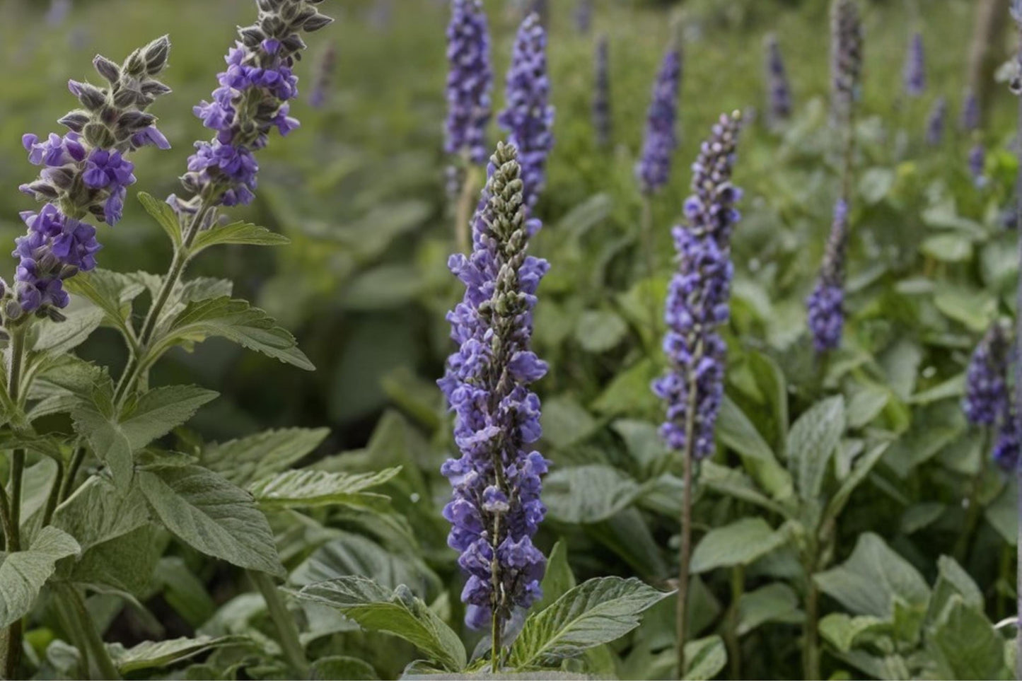 Catnip Seeds, Herbaceous Perennial, Nepeta cataria, Aromatic Green Foliage, White to Pale Lavender Flowers