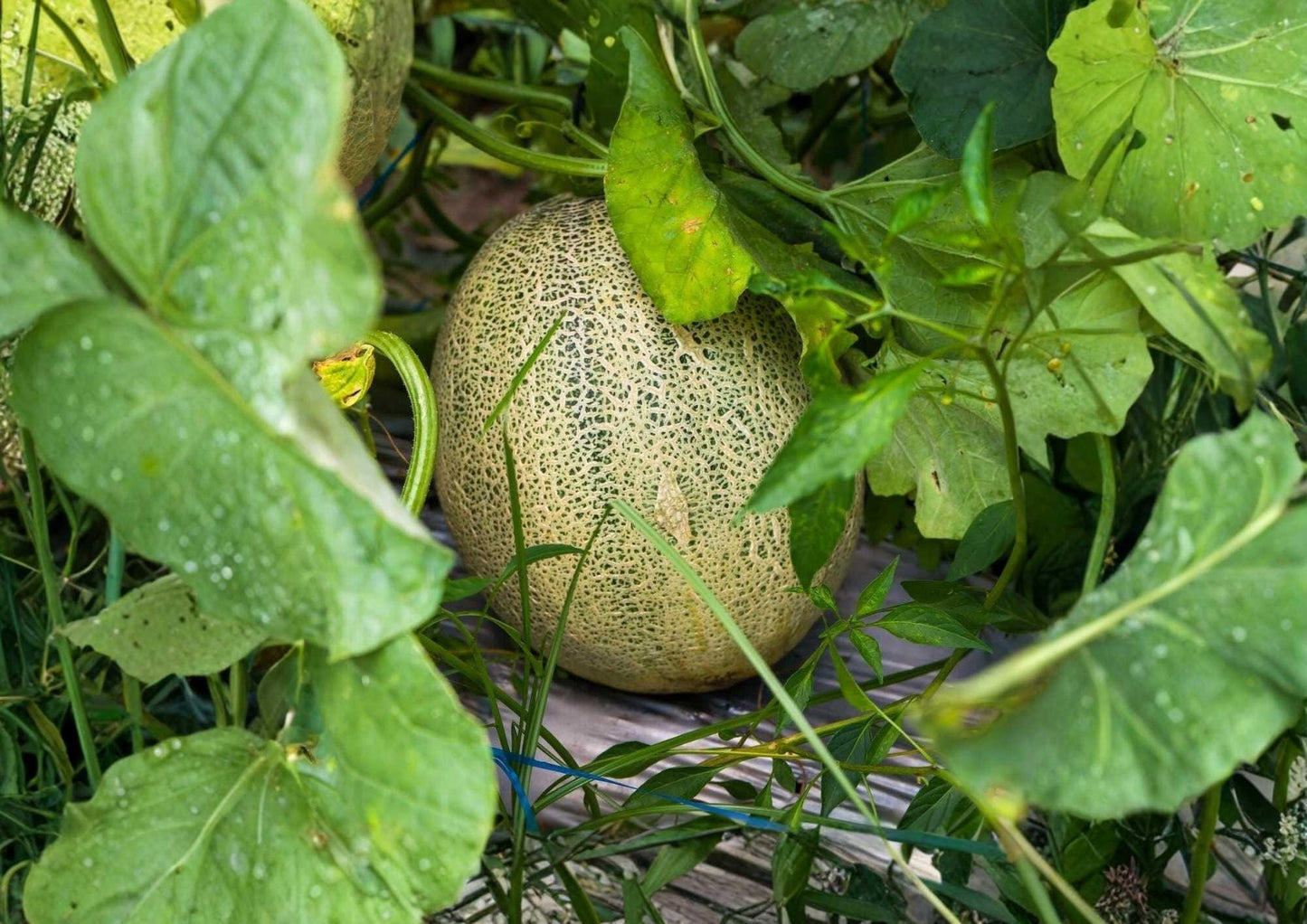 Honey Rock Cantaloupe Seeds, Heirloom Non-GMO Melon Seeds, Juicy Orange Flesh, Muskmelon, Garden Planting, Summer Fruit