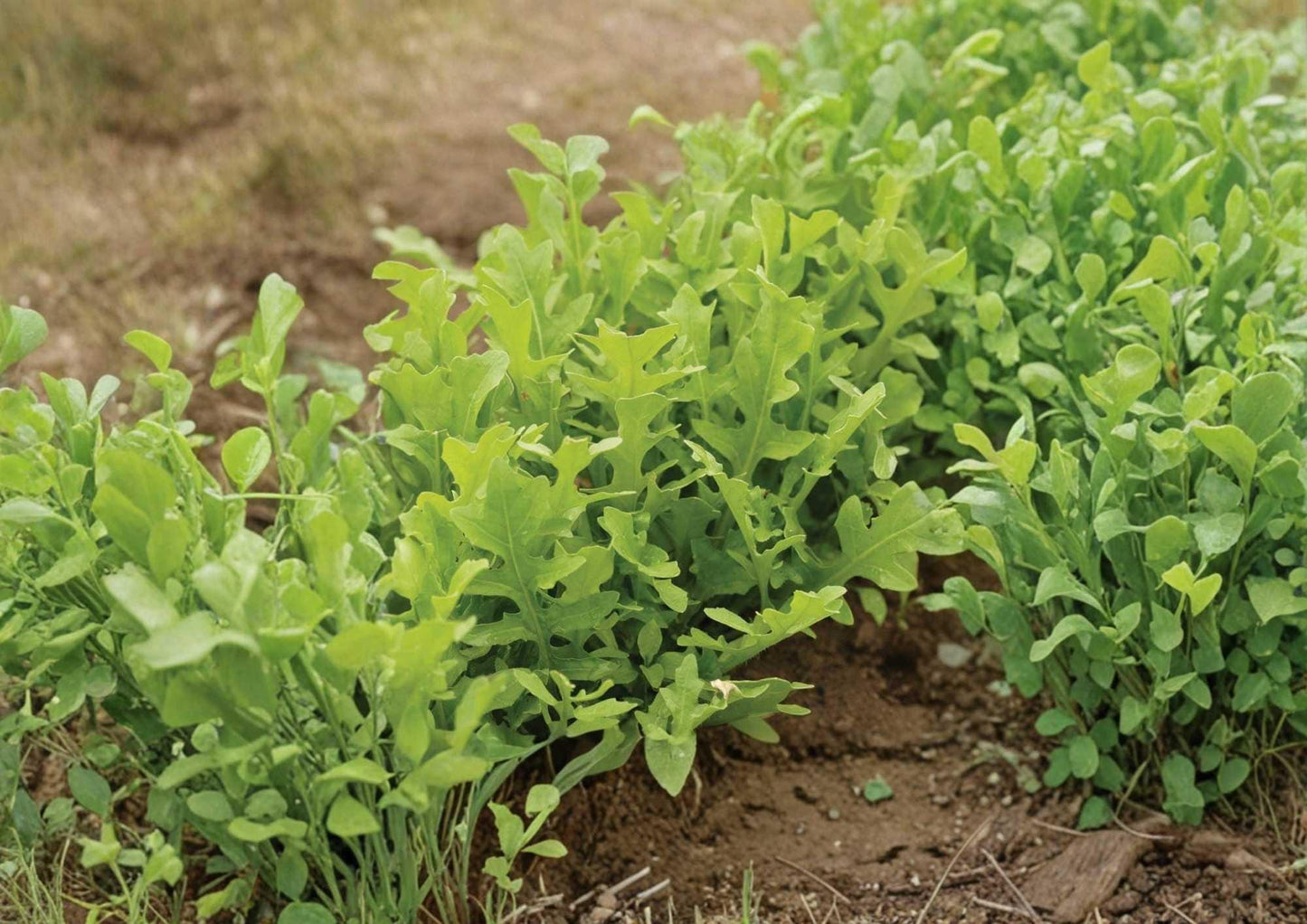 Heirloom Organic Astro Arugula Seeds – Fast-Growing Non-GMO Herb Seeds for Salad Greens, Rocket Salad, Peppery Flavor
