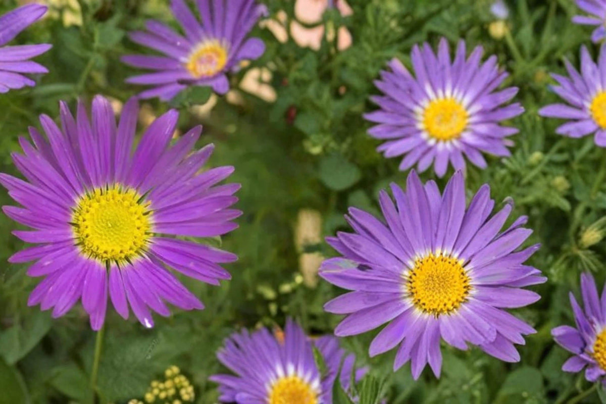 Tahoka Daisy Seeds – Machaeranthera tanacetifolia, Lavender Purple Wildflower, Annual Prairie Plant, Drought Tolerant