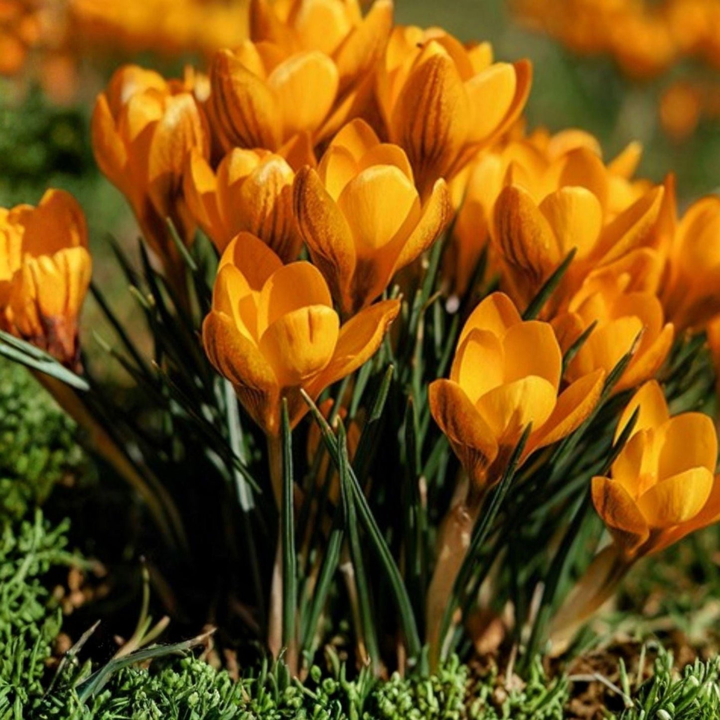 Orange Monarch Crocus Bulbs – 10 Early Spring Blooming Perennial Flowers, Crocus vernus