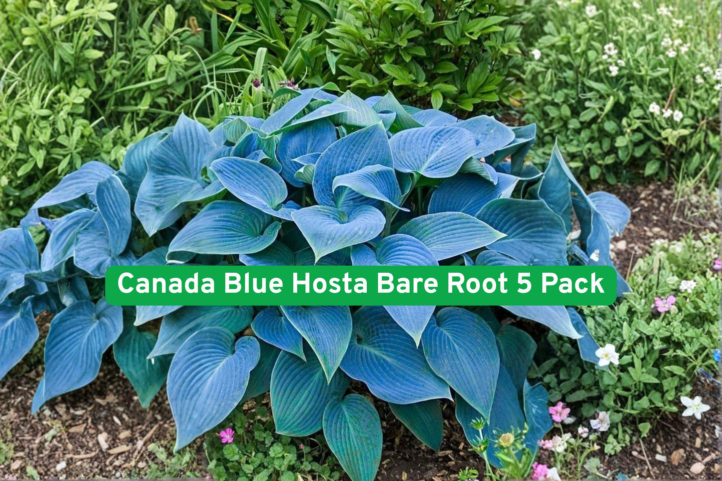 Canada Blue Hosta Bare Root 5 Pack – Blue-Green Foliage, Lavender Flowers, Perennial, Shade Garden, Hardy, Hosta spp.