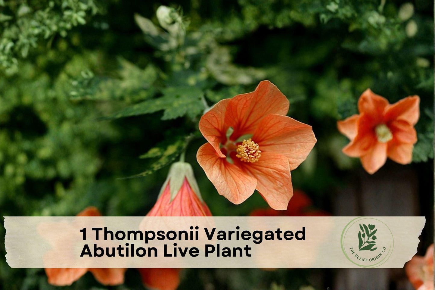 Thompsonii Variegated Abutilon Live Plant - Flowering Maple Starter, Indoor Patio Ornamental Foliage, Peach Blooms
